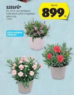 ALDI Szegfű ajánlat
