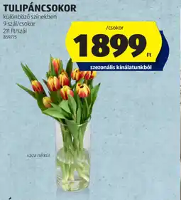 ALDI Tulipáncsokor ajánlat