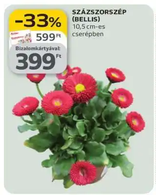 SZÁZSZORSZÉP (BELLIS)