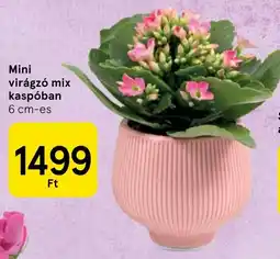 Tesco Mini virágzó mix kaspóban ajánlat