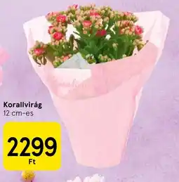 Tesco Korallvirág ajánlat