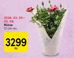 Tesco Rózsa ajánlat