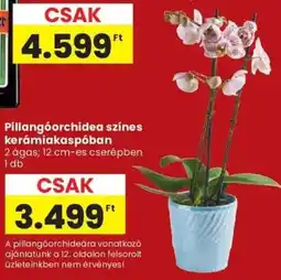 Spar Pillangóorchidea színes kerámiakaspóban ajánlat