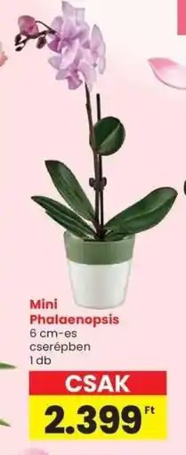 Spar Mini Phalaenopsis ajánlat