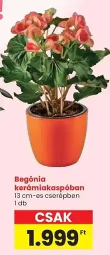 Spar Begónia kerámiakaspóban ajánlat