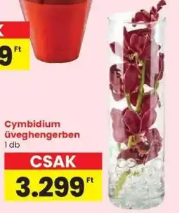 Spar Cymbidium Üveghengerben ajánlat