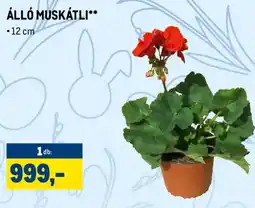 Metro ÁLL MUSKÁTLI ajánlat