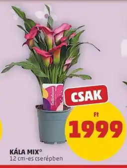 PENNY Kála mix ajánlat