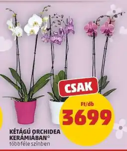 PENNY Kétágú orchidea kerámiában ajánlat