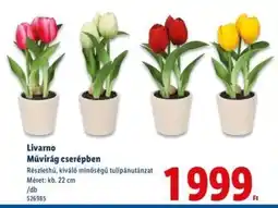 Lidl Livarno Művirág cserépben ajánlat