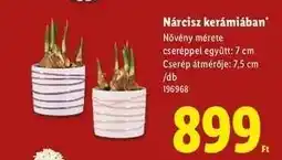 Lidl Nárcisz kerámiában ajánlat