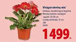 Lidl Virágzó növény mix ajánlat
