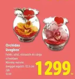 Lidl Orchidea üvegben ajánlat