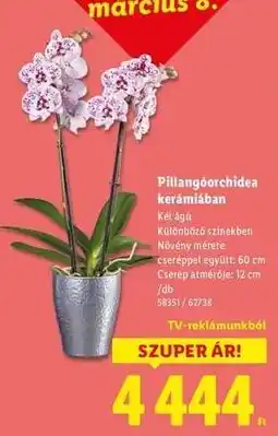 Lidl Pillangóorchidea kerámiában ajánlat