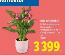 Lidl Kála kerámiában ajánlat