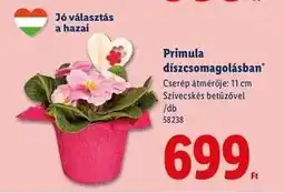 Lidl Primula díszcsomagolásban ajánlat