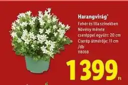 Lidl Harangvirág ajánlat