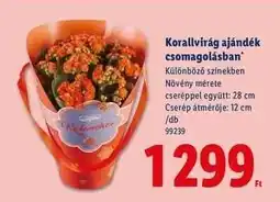 Lidl Korallvirág ajándék csomagolásban ajánlat