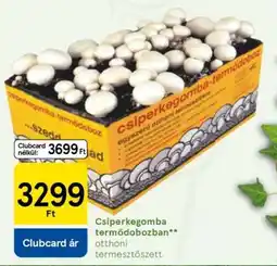 Tesco Csiperkegomba termődobozban ajánlat