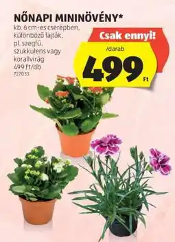 ALDI Nőnapi Mininövény ajánlat