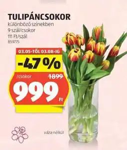 ALDI Tulipáncsokor ajánlat
