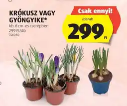 ALDI KRÓKUSZ VAGY GYÖNGYIKE ajánlat