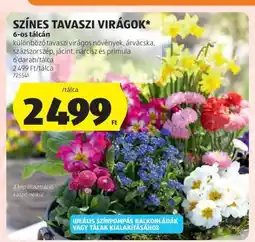 ALDI SZÍNES TAVASZI VIRÁGOK ajánlat