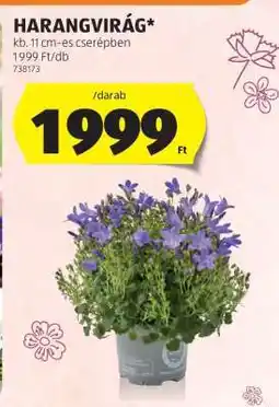 ALDI Harangvirág ajánlat