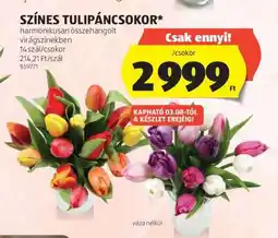 ALDI SZÍNES TULIPÁNCSOKOR ajánlat