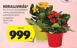 ALDI Korallvirág ajánlat