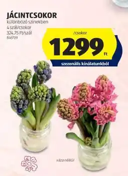 ALDI Jácintcsokor ajánlat