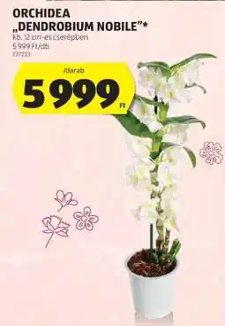 ALDI Orchidea 'Dendrobium Nobile' ajánlat