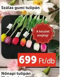 PRIVÁT Szálas gumi tulipán ajánlat