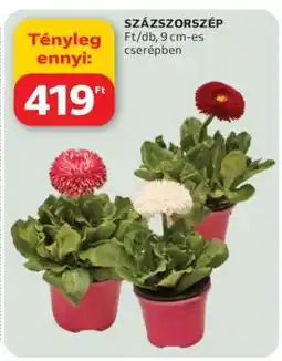 Auchan SZÁZSZORSZÉP ajánlat