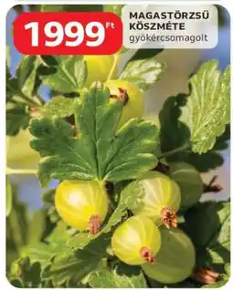 Auchan Magastörzsű Köszméte ajánlat