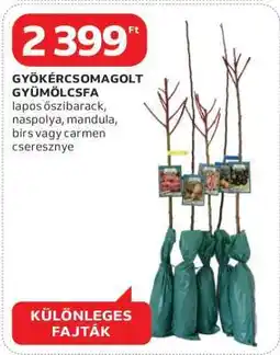 Auchan Gyökércsomagolt gyümölcsfa ajánlat