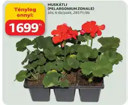 Auchan Muskátli (Pelargonium Zonale) ajánlat