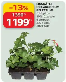 Auchan Muskátli (Pelargonium Peltatum) ajánlat