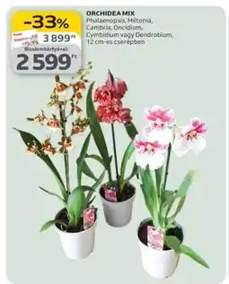 Auchan Orchidea Mix ajánlat