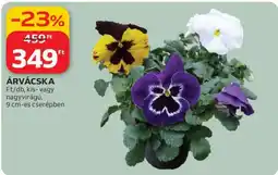Auchan Árvácska ajánlat