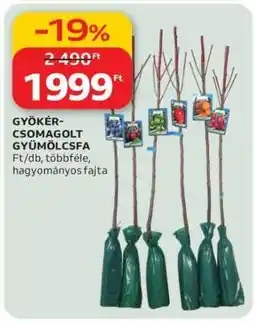 Auchan Gyökércsomagolt gyümölcsfa ajánlat