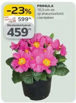 Auchan PRIMULA ajánlat