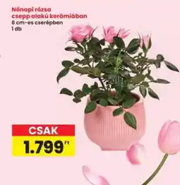Interspar Nőnapi rzsa ajánlat