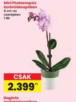 Interspar Mini Phalaenopsis orchidea ajánlat