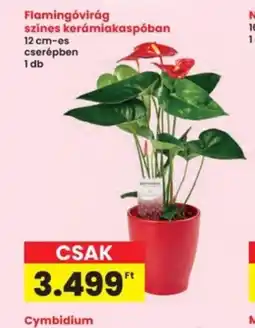 Interspar Flamingvirág ajánlat