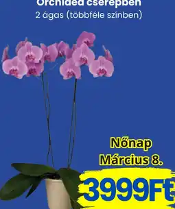 Magnetic Orchidea cserépben ajánlat