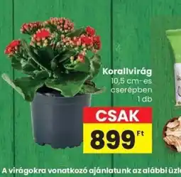 Spar Korallvirág ajánlat