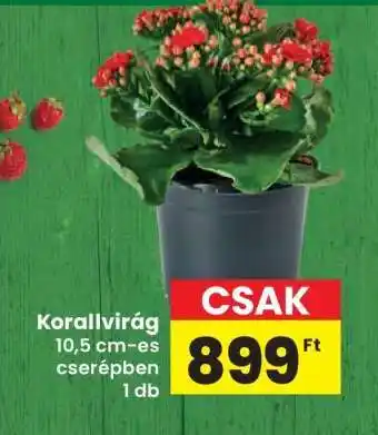 Interspar Korallvirág ajánlat