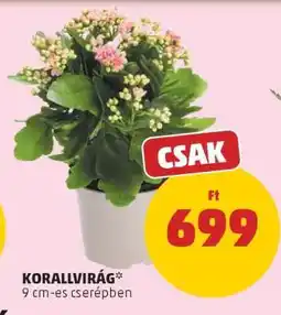 PENNY Korallvirág ajánlat