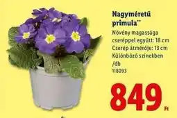 Lidl Nagyméretű primula ajánlat